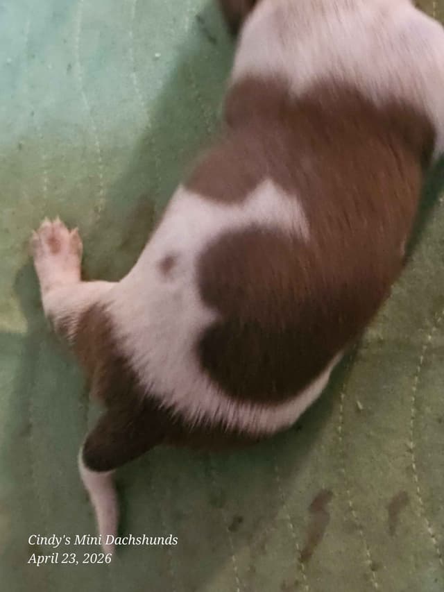 Dachshund Puppies media 8