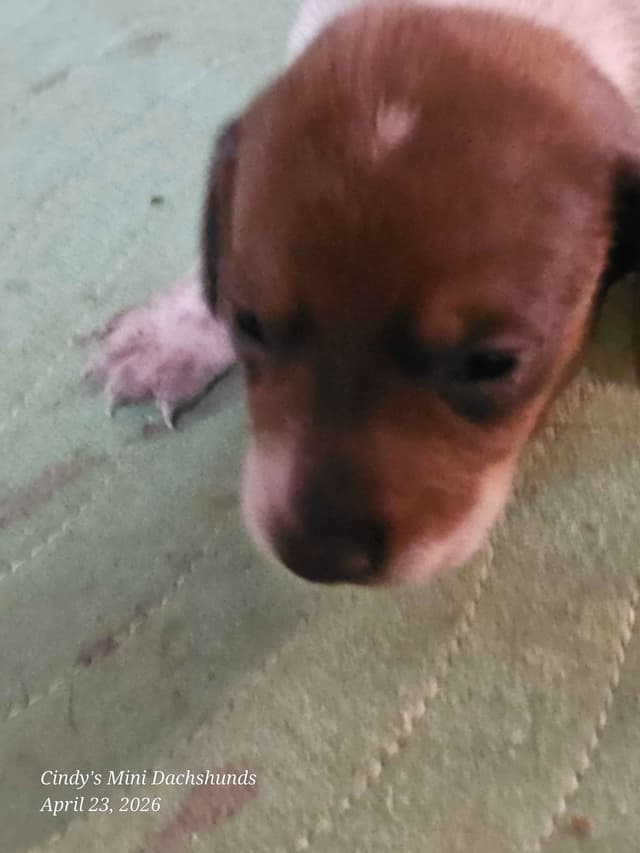 Dachshund Puppies media 9