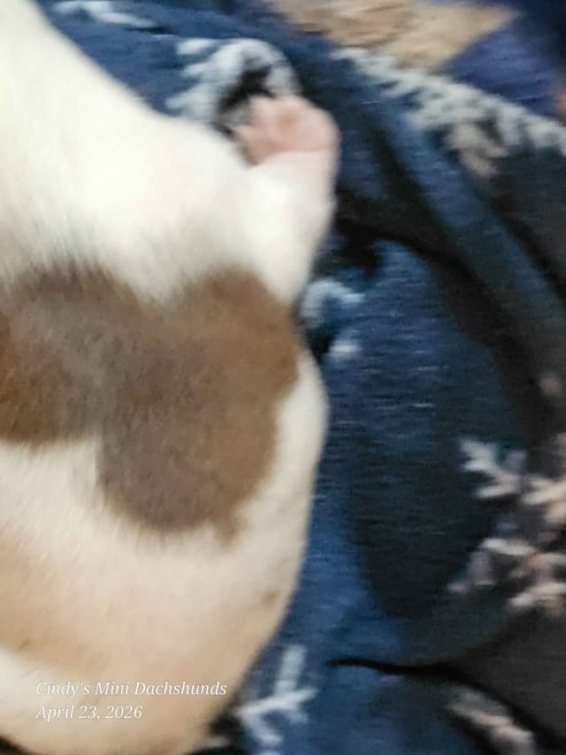 Dachshund Puppies media 11