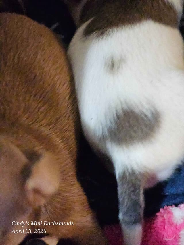 Dachshund Puppies media 13