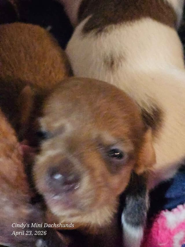 Dachshund Puppies media 14