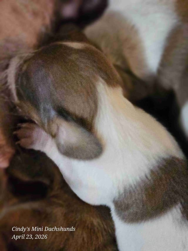 Dachshund Puppies media 16