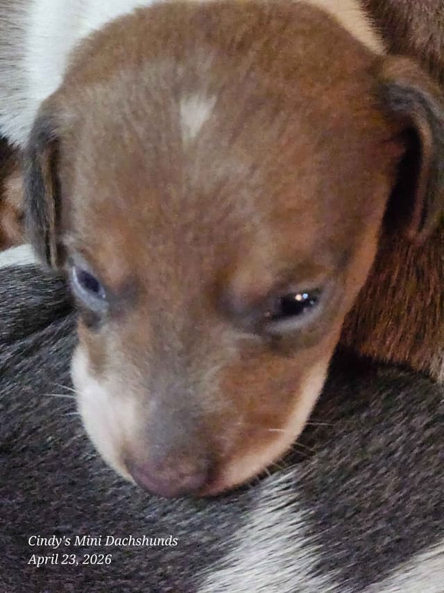 Dachshund Puppies media 17