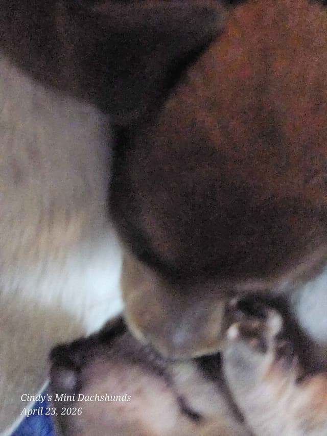 Dachshund Puppies media 18