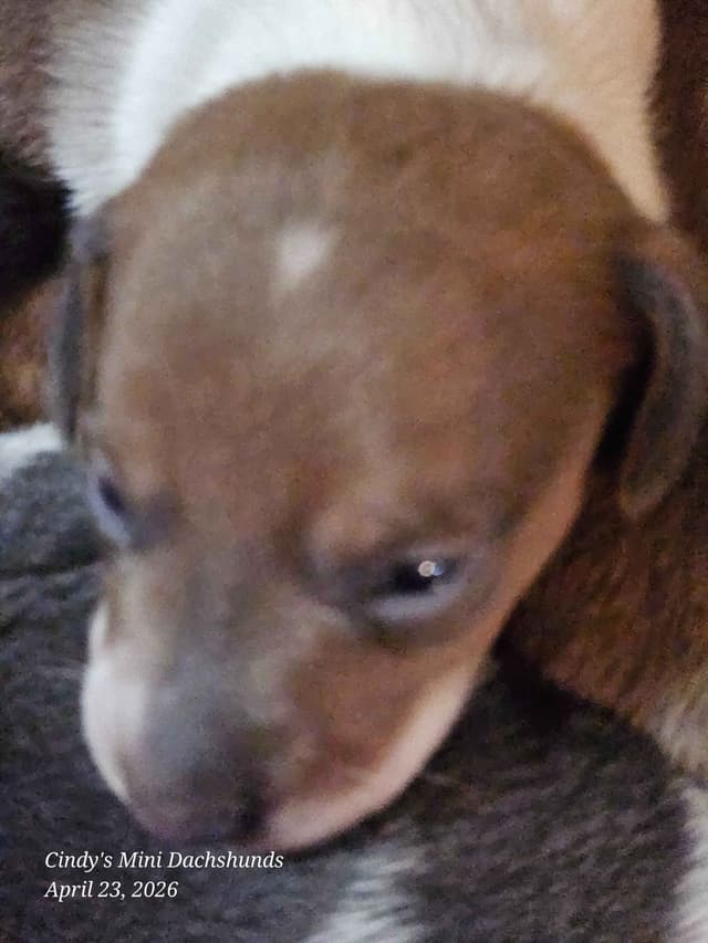 Dachshund Puppies media 19