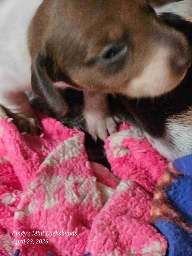 Dachshund Puppies media 20