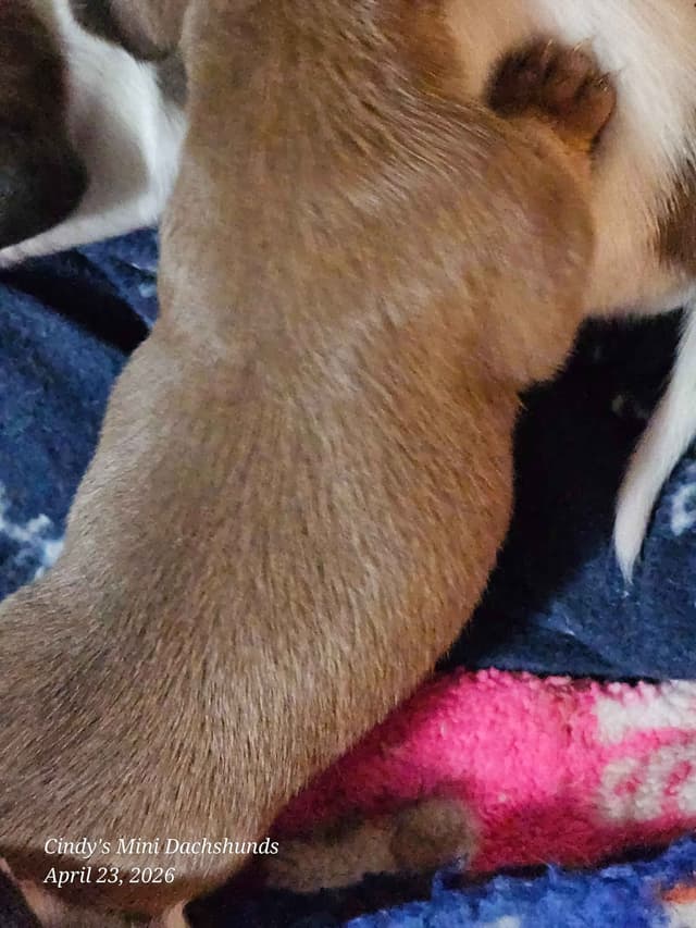 Dachshund Puppies media 21