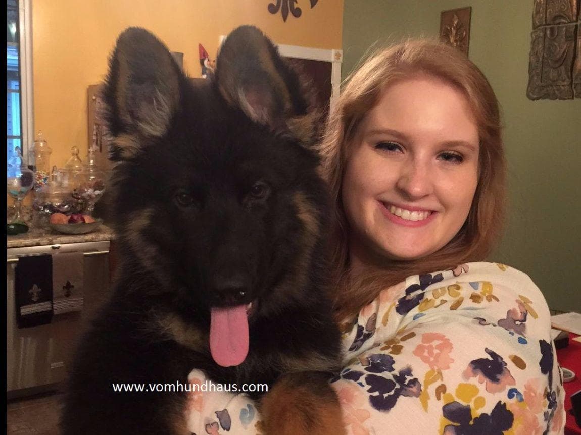German Shepherd Dog Puppies breeder image 2