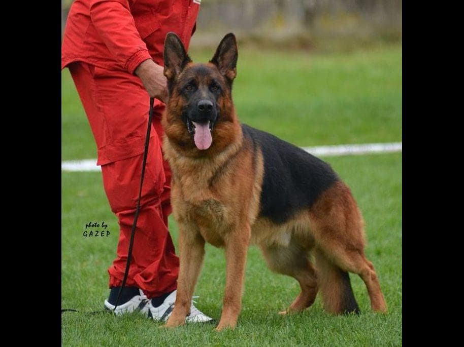 German Shepherd Dog Puppies breeder image 6