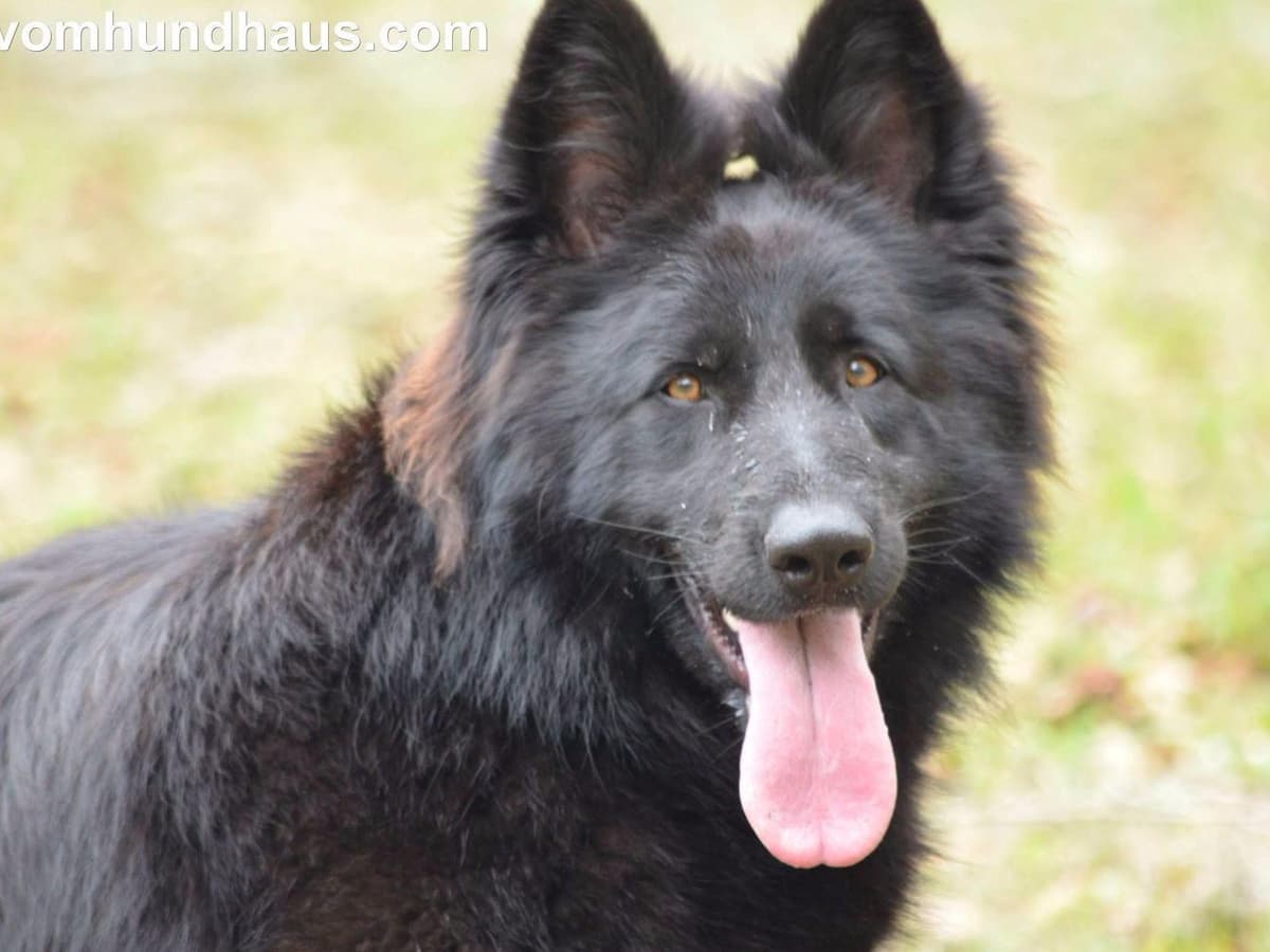 German Shepherd Dog Puppies breeder image 7