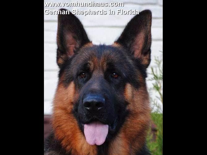 German Shepherd Dog Puppies breeder image 8