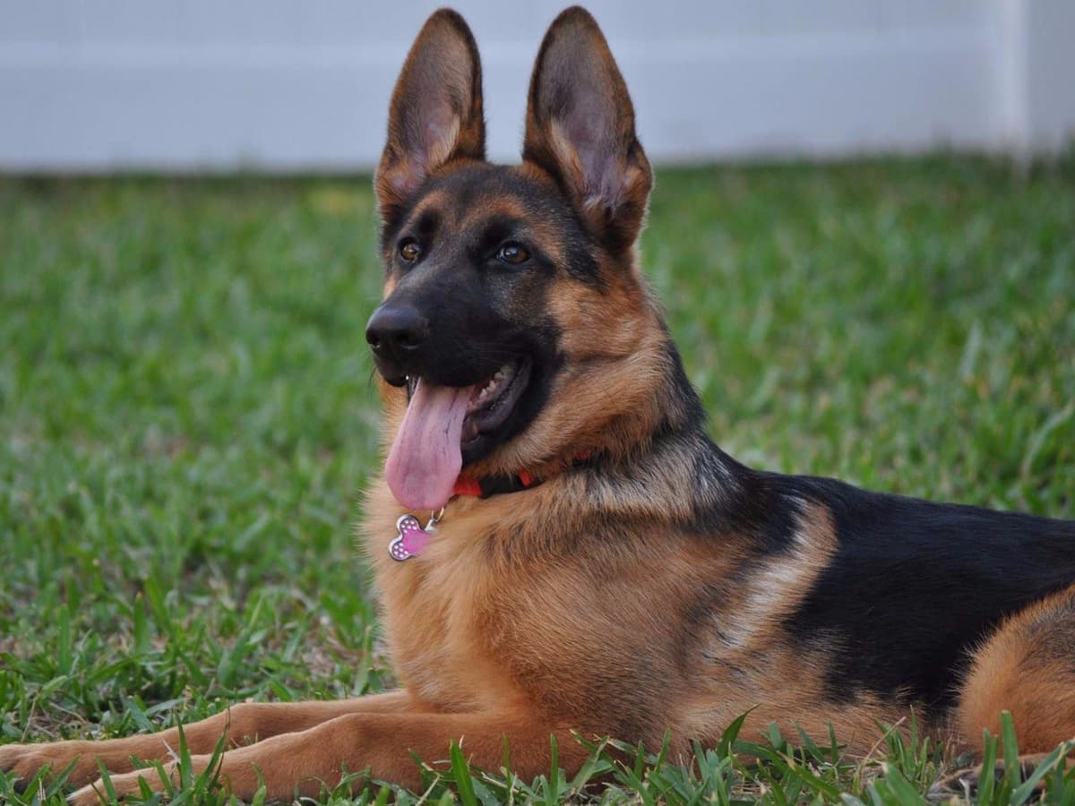 German Shepherd Dog Puppies breeder image 9