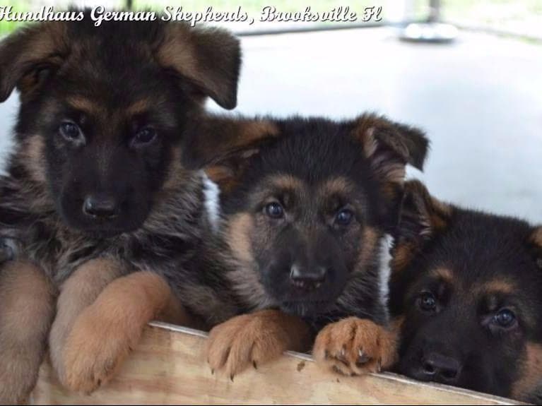 German Shepherd Dog Puppies breeder image 11