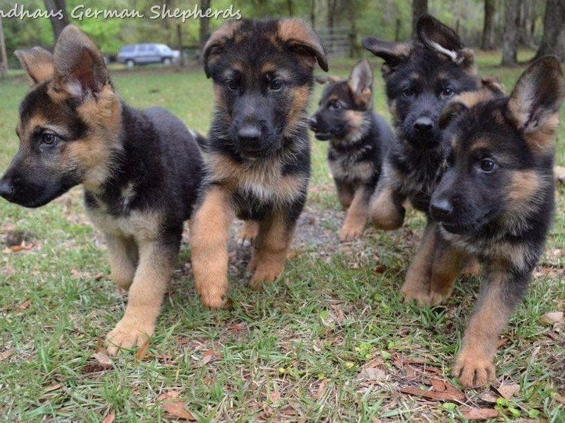 German Shepherd Dog Puppies breeder image 12