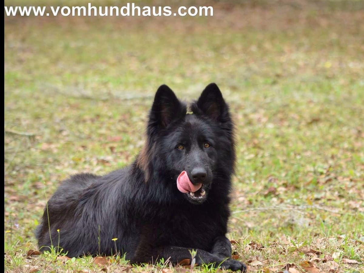 German Shepherd Dog Puppies breeder image 13