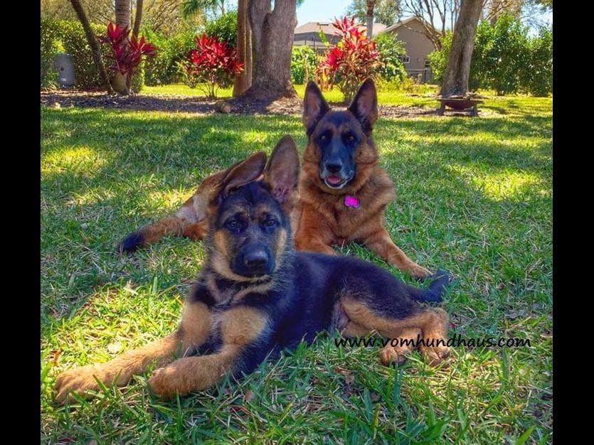German Shepherd Dog Puppies breeder image 14