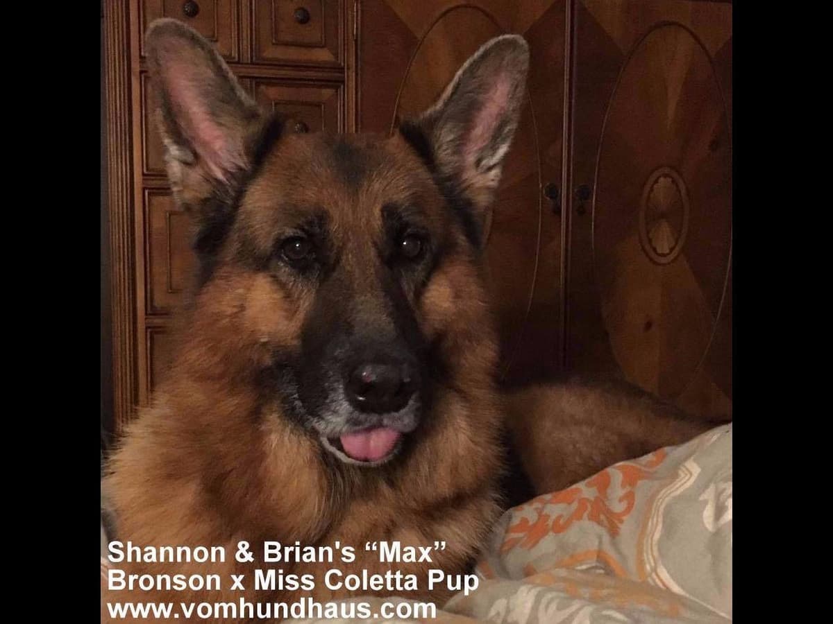 German Shepherd Dog Puppies breeder image 16