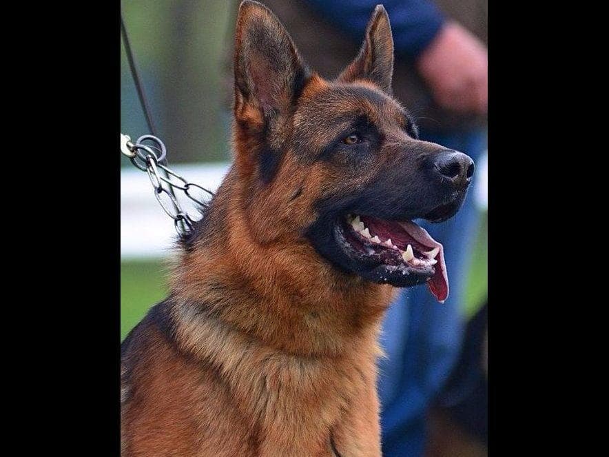 German Shepherd Dog Puppies breeder image 18