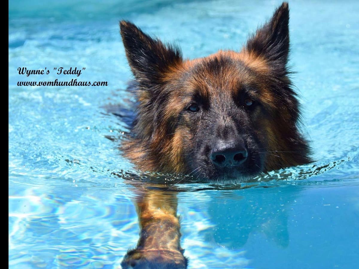 German Shepherd Dog Puppies breeder image 19