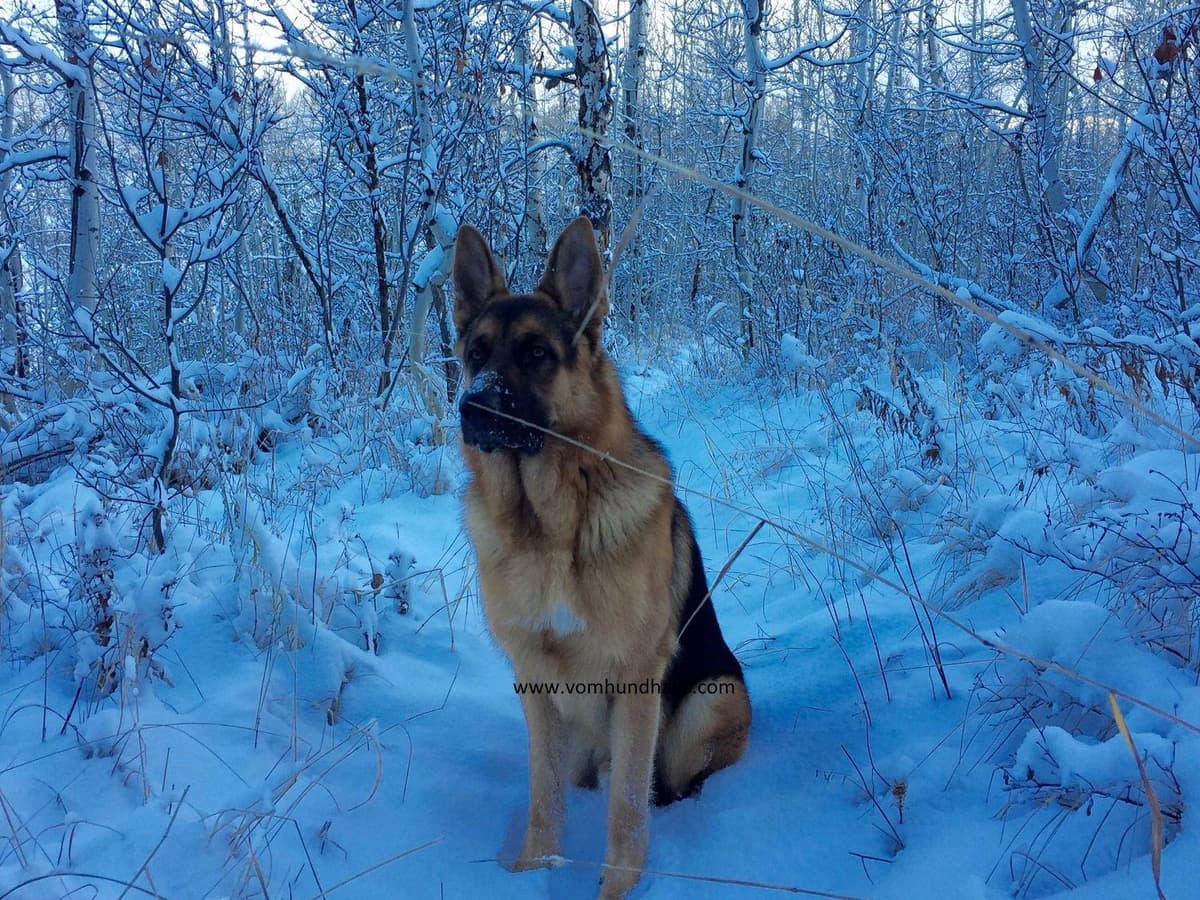 German Shepherd Dog Puppies breeder image 20