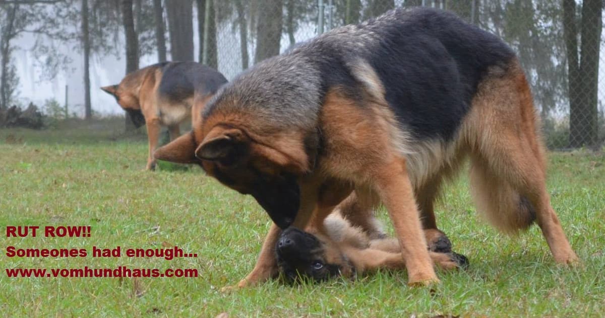 German Shepherd Dog Puppies breeder image 22