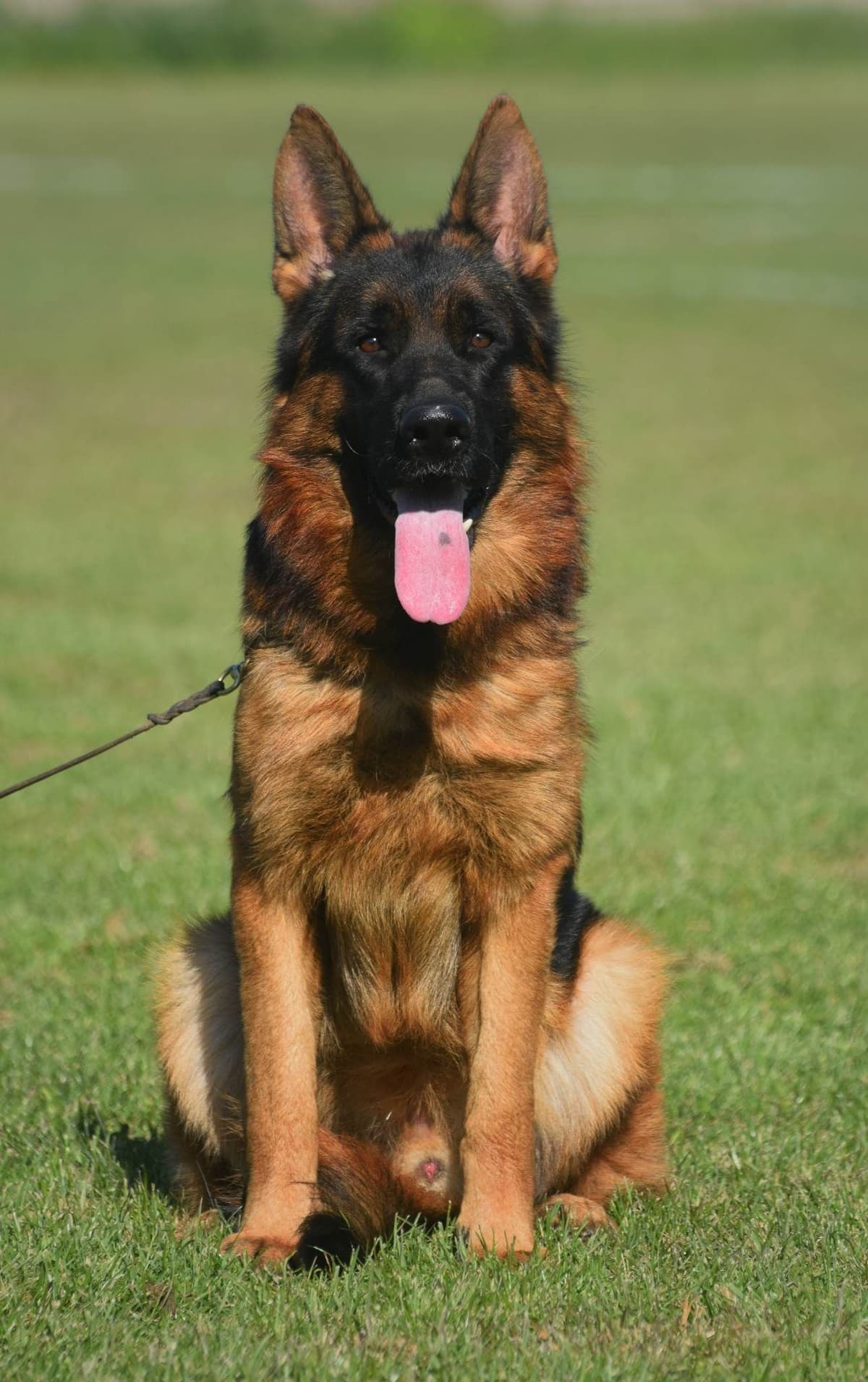 German Shepherd Dog Puppies breeder image 26
