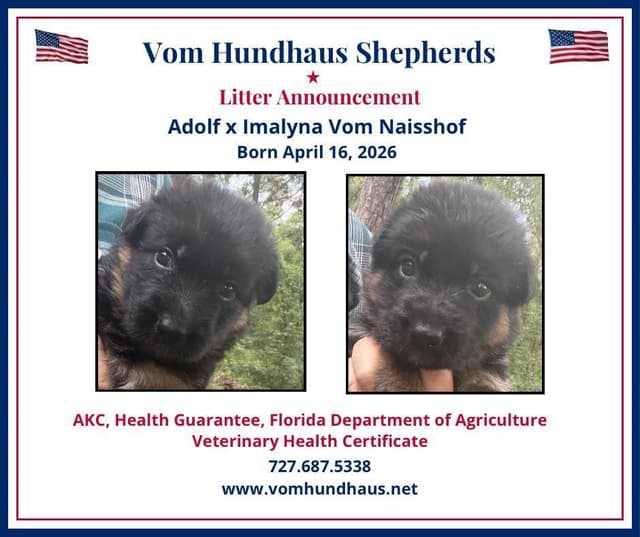 German Shepherd Dog Puppies media 3