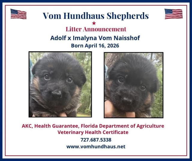 German Shepherd Dog Puppies media 2