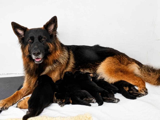 German Shepherd Dog Puppies media 4