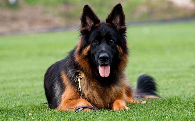 German Shepherd Dog Puppies media 5