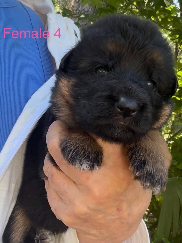 German Shepherd Dog Puppies media 8