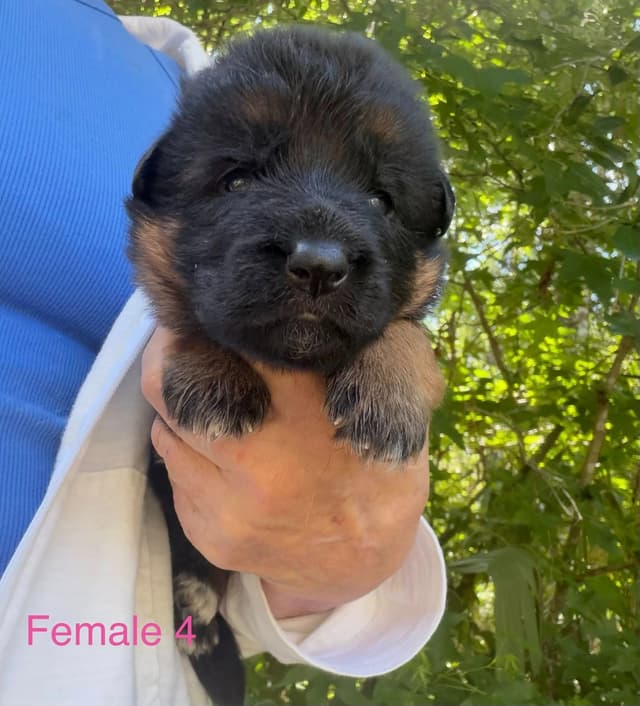 German Shepherd Dog Puppies media 10