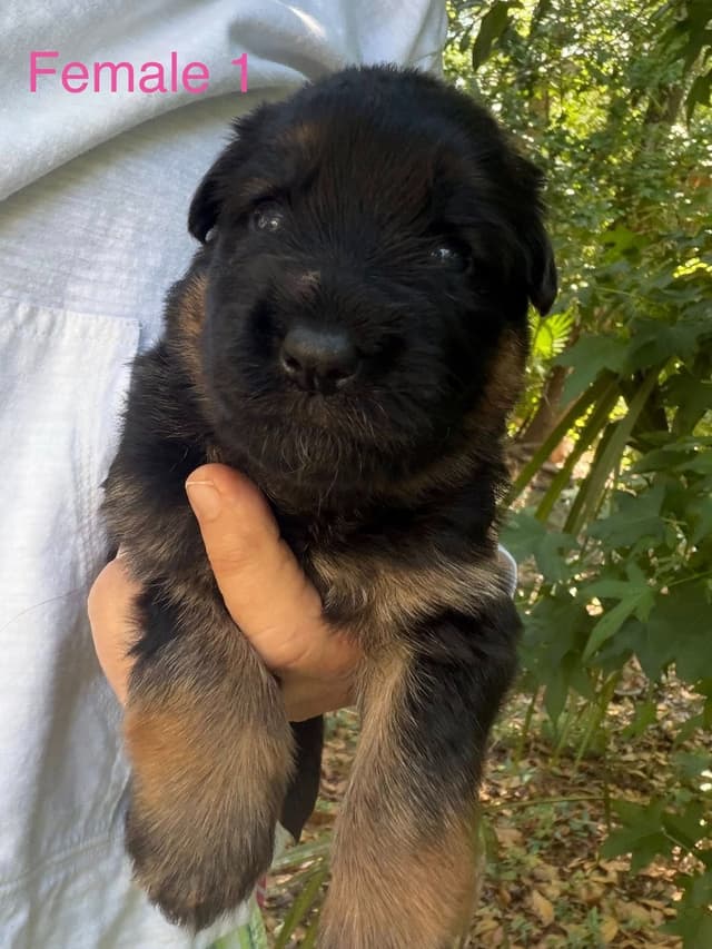German Shepherd Dog Puppies media 12