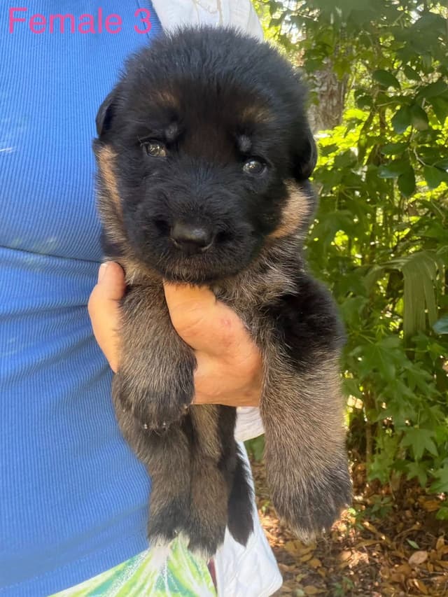 German Shepherd Dog Puppies media 11