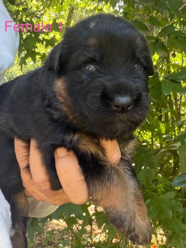 German Shepherd Dog Puppies media 13