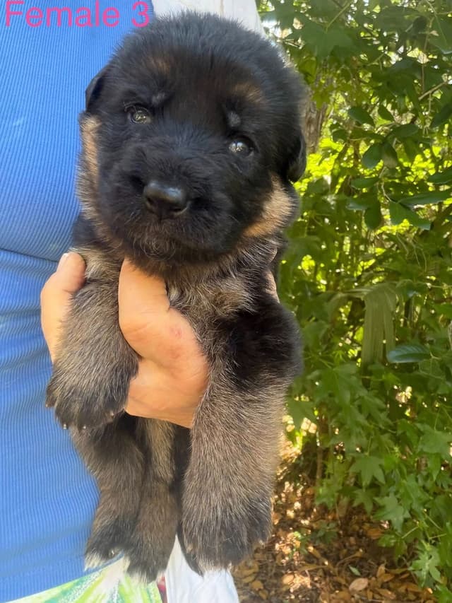 German Shepherd Dog Puppies media 14