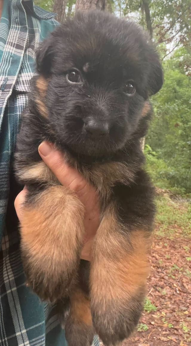 German Shepherd Dog Puppies media 15