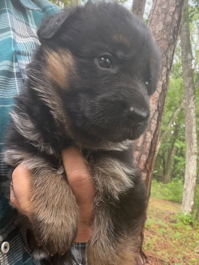 German Shepherd Dog Puppies media 16