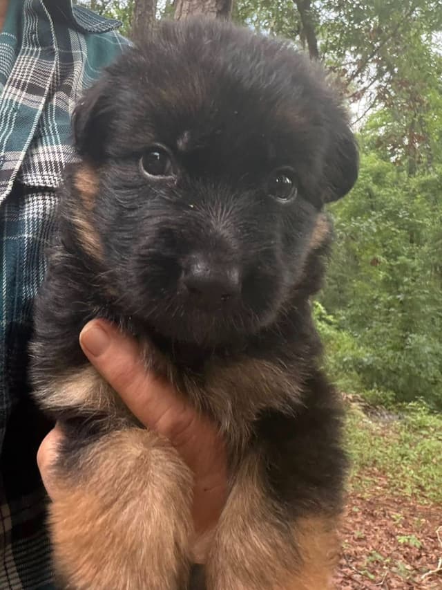 German Shepherd Dog Puppies media 17