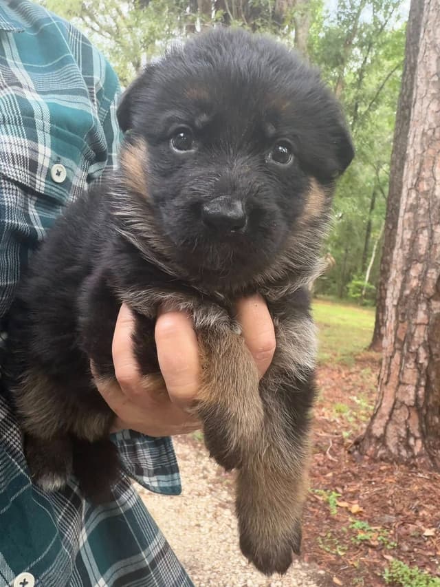 German Shepherd Dog Puppies media 20