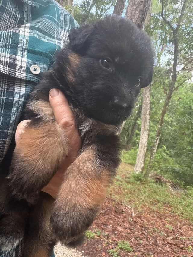 German Shepherd Dog Puppies media 22