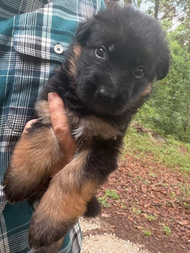 German Shepherd Dog Puppies media 23