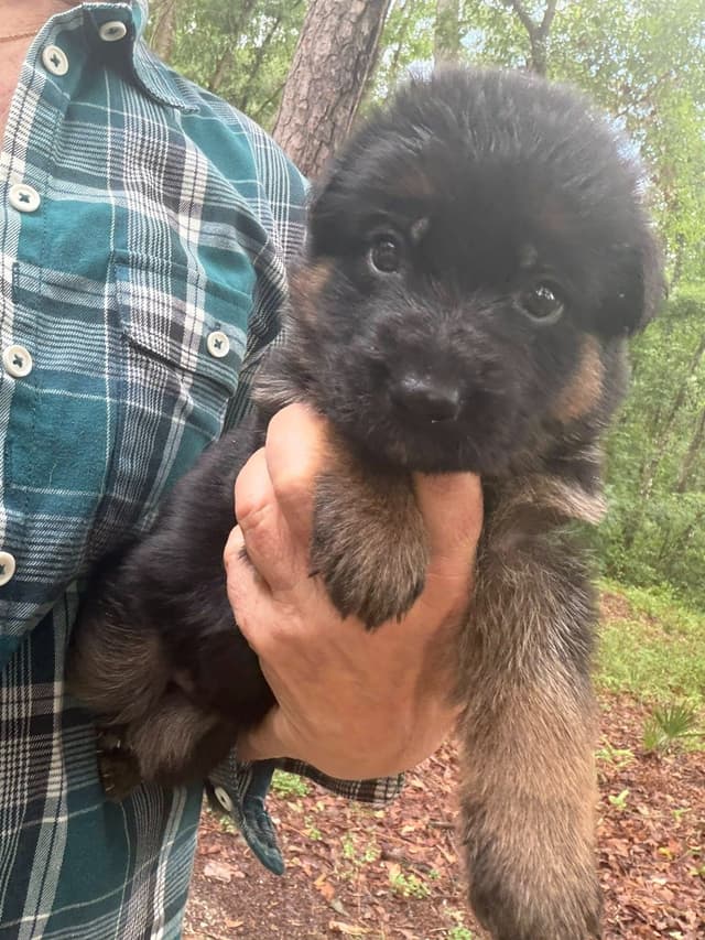 German Shepherd Dog Puppies media 25