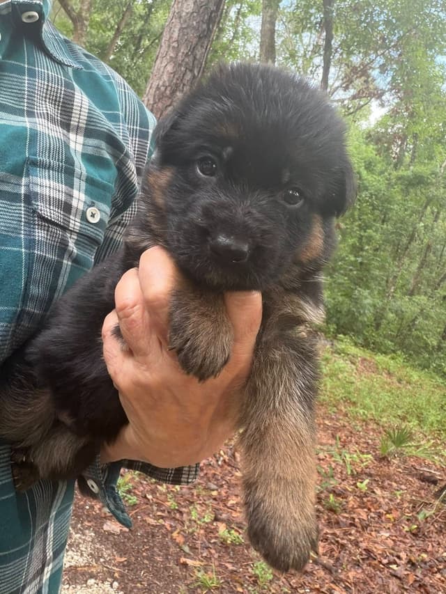 German Shepherd Dog Puppies media 24