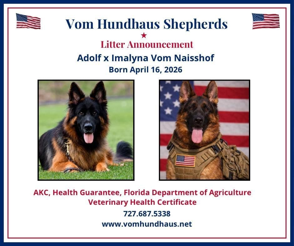 German Shepherd Dog Puppies breeder image 28