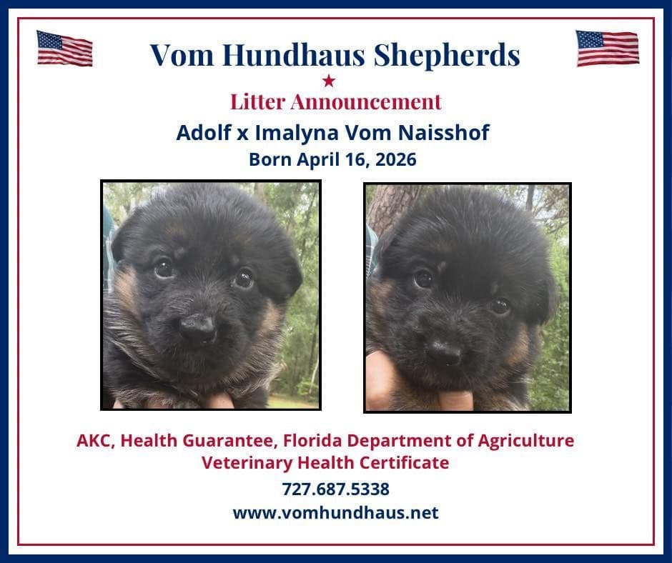 German Shepherd Dog Puppies breeder image 30