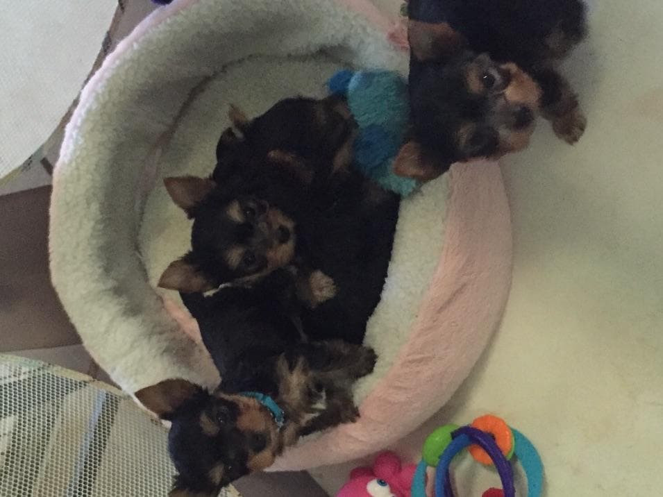 Yorkshire Terrier Stud breeder image 4