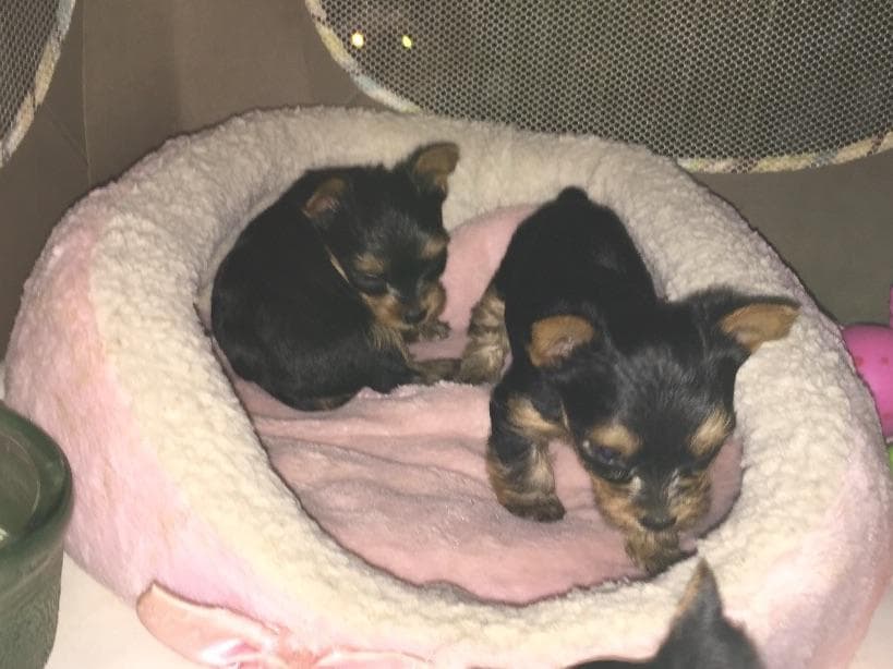Yorkshire Terrier Stud breeder image 5