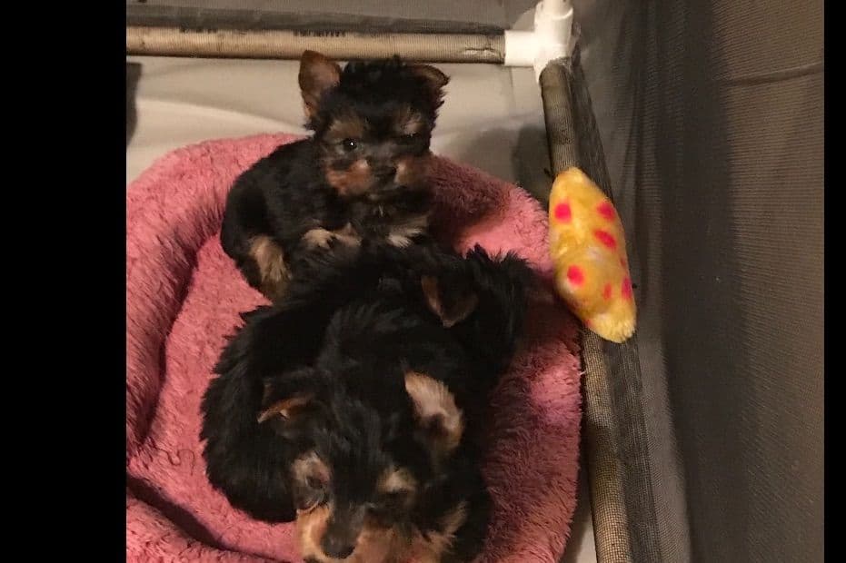 Yorkshire Terrier Stud breeder image 3