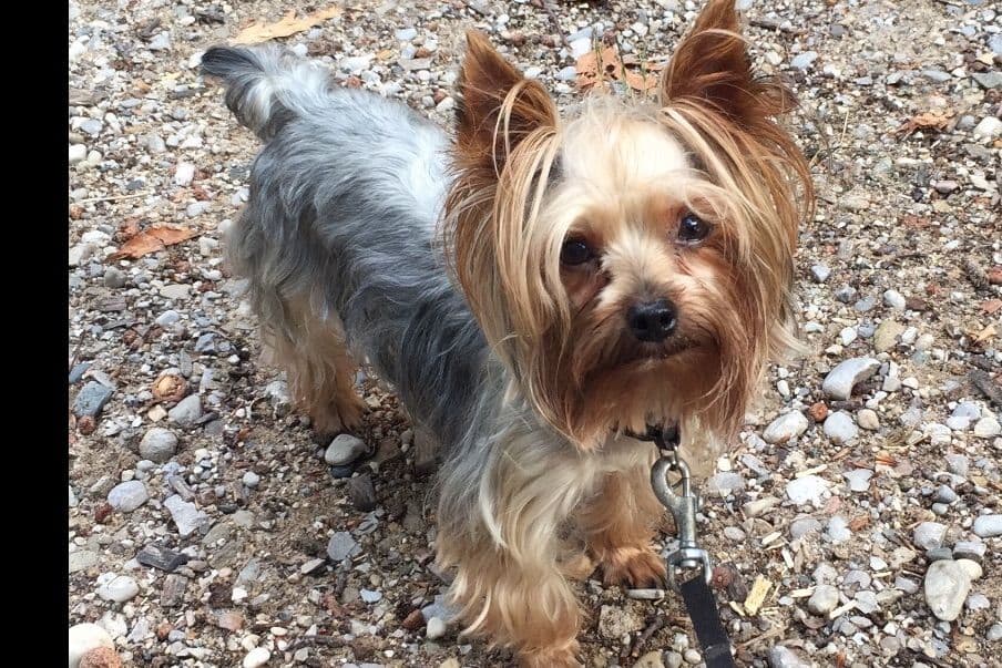 Yorkshire Terrier Stud breeder image 2